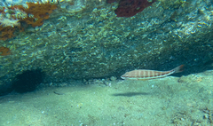 Serranus cabrilla