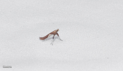 Caloptilia stigmatella