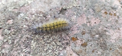 Lophocampa argentata