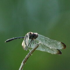 Dythemis velox