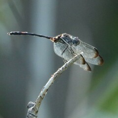 Dythemis velox