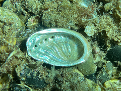Haliotis tuberculata