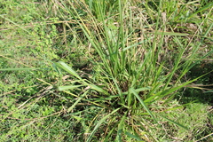 Paspalum virgatum