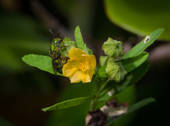 Sida rhombifolia