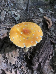 Amanita muscaria guessowii