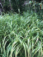 Miscanthus