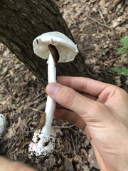 Phalloideae
