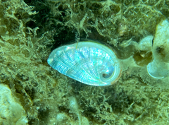 Haliotis tuberculata