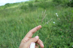 Bothriochloa pertusa