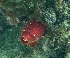 Halocynthia papillosa