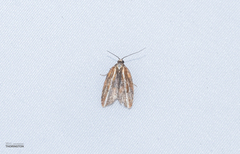 Acleris variana