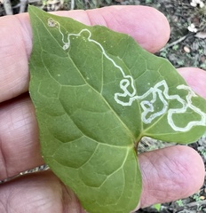 Marmara smilacisella