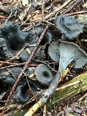 Craterellus
