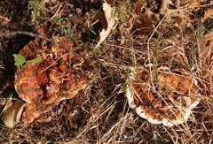 Ganoderma