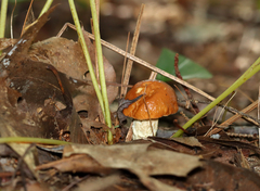 Leccinum
