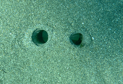 Solecurtus strigilatus