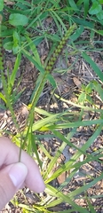Paspalum notatum