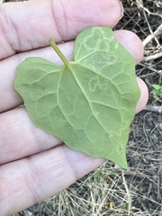 Marmara smilacisella