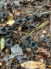 Craterellus