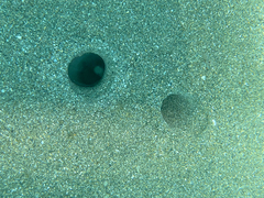 Solecurtus strigilatus