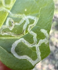 Marmara smilacisella