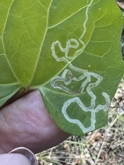 Marmara smilacisella