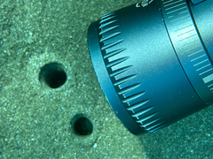 Solecurtus strigilatus