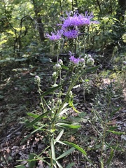 Liatris