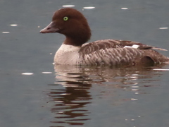 Bucephala