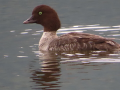 Bucephala