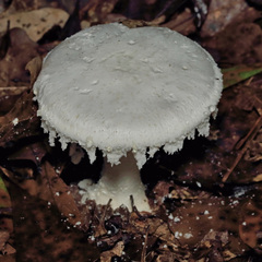 Amanita polypyramis