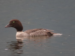 Bucephala