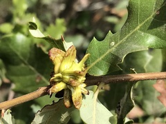 Andricus grossulariae