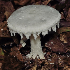 Amanita polypyramis