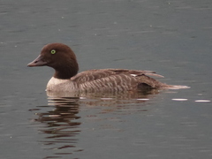 Bucephala