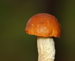 Leccinum
