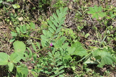 Tephrosia cinerea