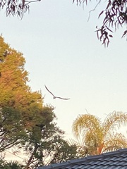 Chroicocephalus novaehollandiae novaehollandiae