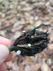 Strobilurus conigenoides