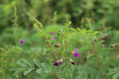 Tephrosia cinerea