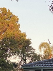 Chroicocephalus novaehollandiae novaehollandiae