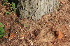 Ganoderma