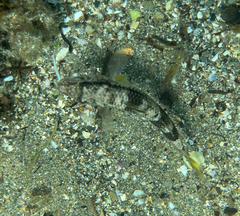 Mullus surmuletus