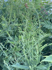 Lactuca canadensis