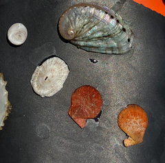 Haliotis tuberculata