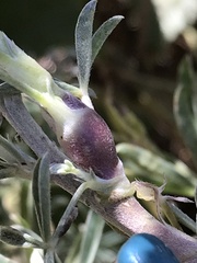 Neolasioptera lupini