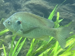 Lepomis microlophus