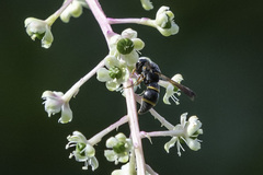 Parancistrocerus