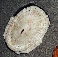 Fissurelloidea