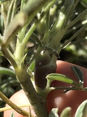 Neolasioptera lupini